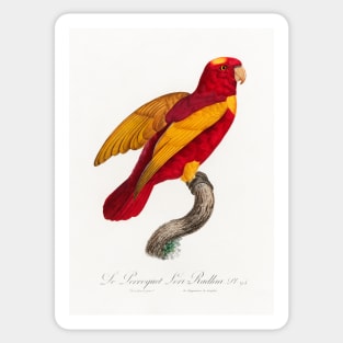 Red-and-Gold Lory, Lorius rex from Natural History of Parrots (1801—1805) by Francois Levaillant. Sticker